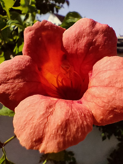 Photo macro avec le realme GT Master Edition