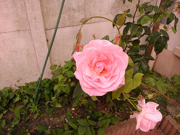 Sony Xperia L : photo prise avec le smartphone (2)