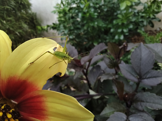 Photo macrto avec le TCL 20 Pro