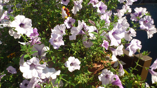 Test Sony Ericsson Xperia Ray 8 mégapixels Android 2.3.4