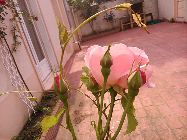 Sony Xperia L : photo prise avec le smartphone (4)