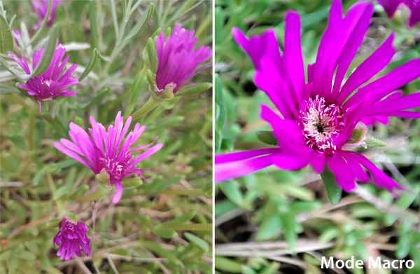Photo couleur et macro avec le Xiaomi Mi 11i