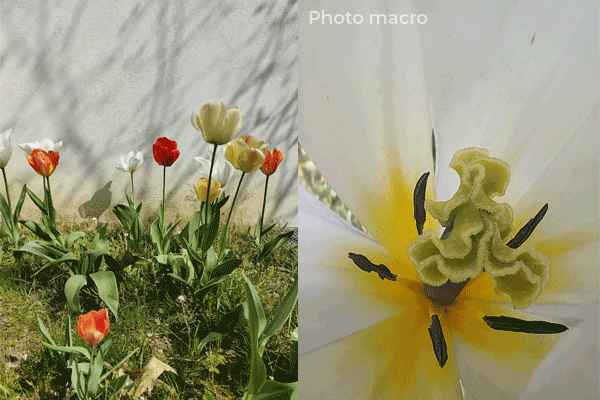 Photo macro avec le Oppo Find X3 Neo