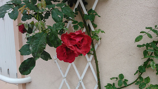 Sony Xperia L : photo prise avec le smartphone (3)