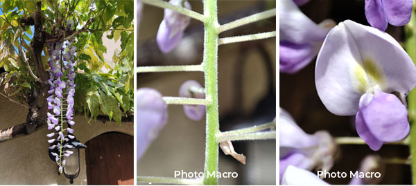 Photo macro avec le Xiaomi Poco F3