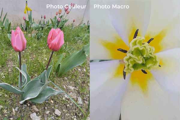 Photo macro avec le TCL 20 SE